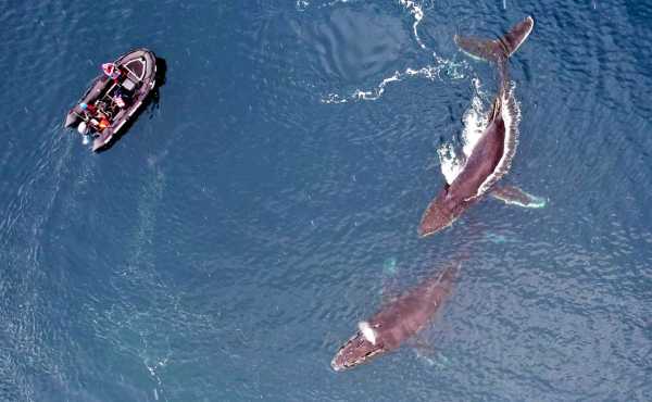 Українські полярники за допомогою дронів вивчають китів