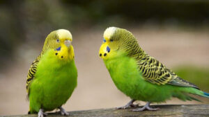 Как научить попугая говорить: Советы и методы