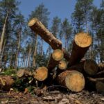 Знищення лісу на 13+ мільйонів: підозра експрацівникам “Київоблагролісу”