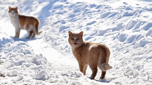 На Київщині у кота вдома підтверджено сказ: лікарі-ветеринари здійснюватимуть обходи по дворах…
