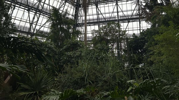 Тропічні рослини під загрозою: київський ботсад у темряві та холоді