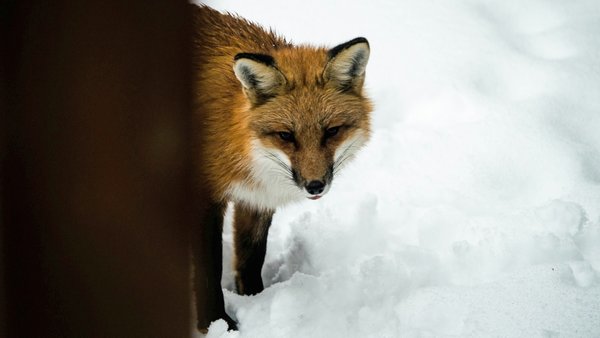 Руді хижаки наближаються: мешканців Фастівського району застерігають щодо небезпеки сказу.