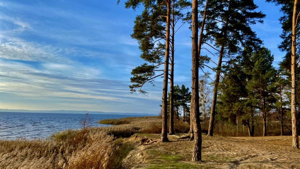 Зруб дерев та 20 гектарів сої: посадовцю нацпарку “Білоозерський” оголосили про підозру