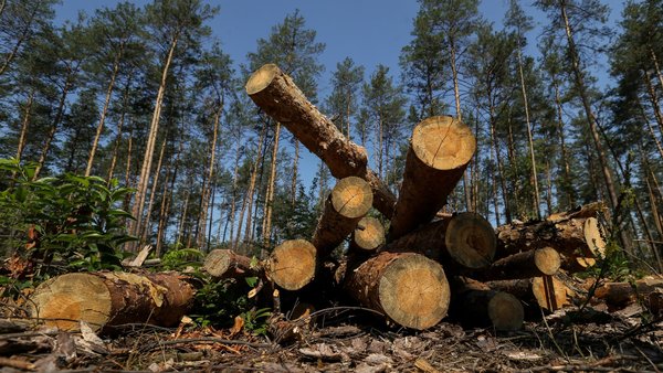 Знищення лісу на 13 мільйонів: підозра експрацівникам “Київоблагролісу”