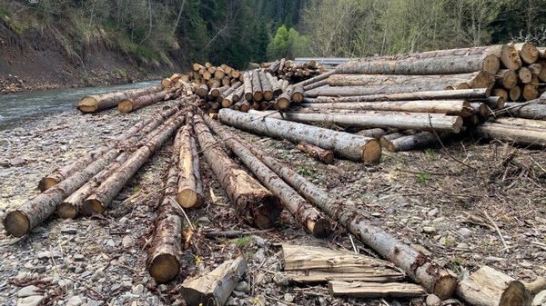 “Українські ліси”, можливо, виплатять 17 млн грн через нелегальні вирубки в Київській&hellip;