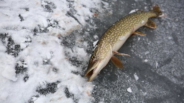 В київських та обласних водоймах запроваджується обмеження на ловлю щуки. Яке покарання…