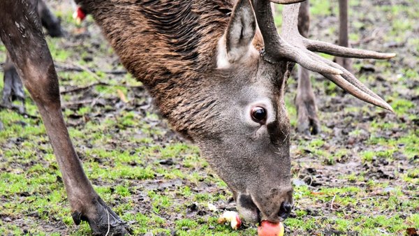 Битва за гідність: У Чорнобильській зоні показали турнір оленів