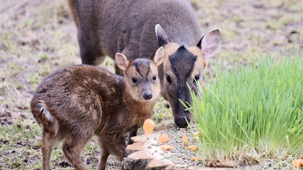 Головна 18 В Київському зоопарку радісна подія: в оленячій сім’ї поповнення, мунтжак Мо, що…