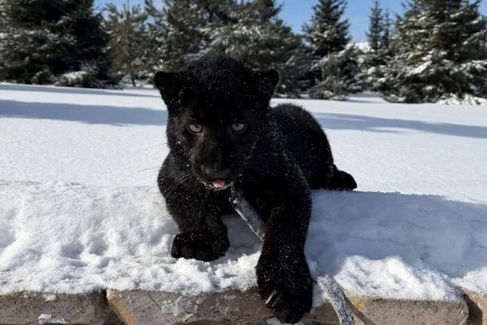 Леопарденя унікального забарвлення народилося у зоопарку на Київщині (відео)