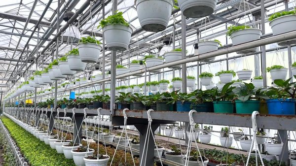 У Києві на новий сезон збираються виростити 4 мільйони квітів 2