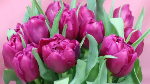 Вибір квітів до 8 Березня: поради з формування букета.