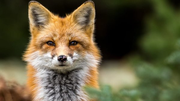 Загрожує до трьох років тюрми: мешканці Києва, де померла лисиця, висунули звинувачення 6