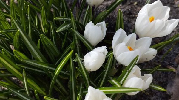 У Києві та регіоні до завершення весни триватиме спецоперація “Первоцвіт-2026”. Які стягнення&hellip;