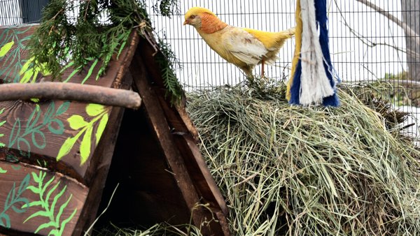 Київський зоопарк: нові домівки-гнізда для фазанів навесні