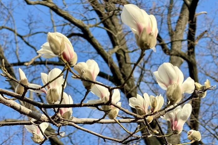 Перші магнолії розквітли в Києві: локації для огляду та фотосесій