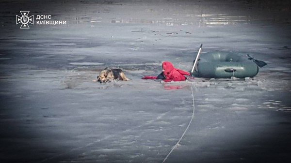 Пес у крижаній воді: врятовано з річки Рось. 3