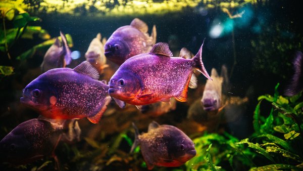 Головна 20 Київський Дім природи тимчасово не працює через інцидент.