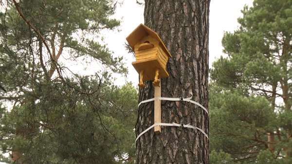 Пташині оселі: київські учні асистували лісникам у створенні гніздівель для птахів.