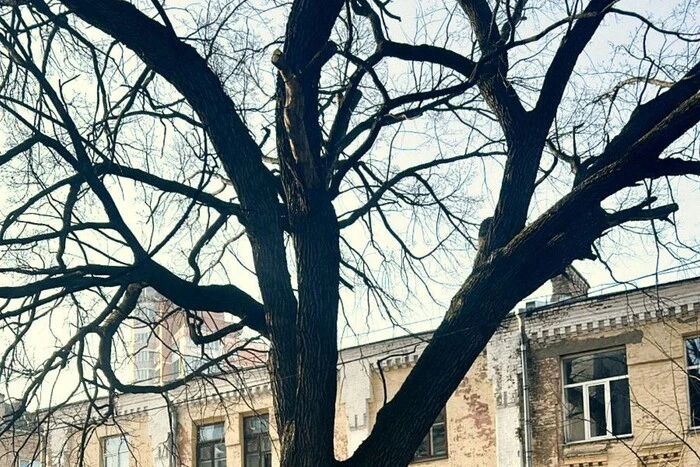 Київ: Трьохвіковий дуб Миколи Пимоненка – тепер природна пам'ятка. Розкрито місцезнаходження. 7