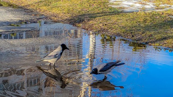 До +17: прогноз погоди на 13 березня в Києві та регіоні.