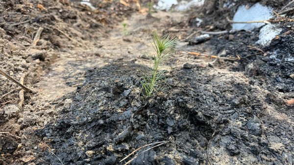 Головна 23 Три тисячі дерев висадили: у Києві відновлюють ліс, пошкоджений внаслідок російської агресії.