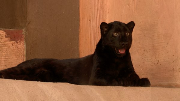 Головна 12 У зоопарку під Києвом з’явився рідкісний дитинча чорного леопарда: таких у природі…