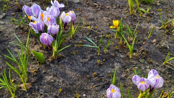 Головна 22 До 19° тепла: прогноз погоди в Києві та регіоні на найближчі дні…