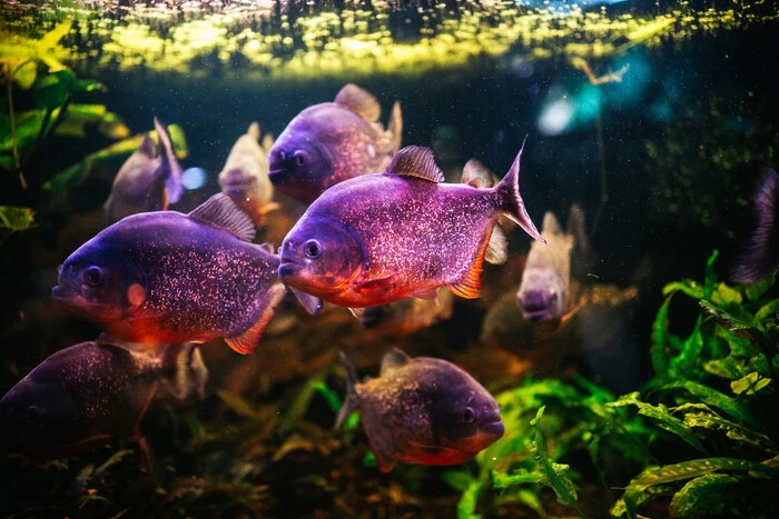 Головна 14 Київський Дім природи: тимчасовий перехід на онлайн-режим через інцидент.