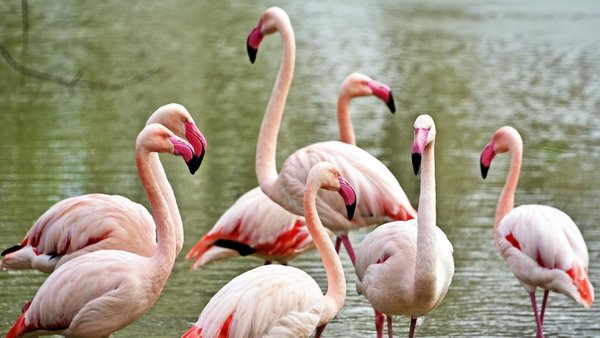 Головна 19 Рожеві птахи знову на крейдяній водоймі в київському звіринці