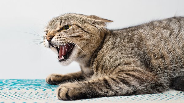 На Київщині: випадок сказу у кота, локація