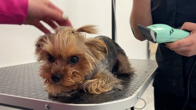 Знущання з тварини у грумінг-центрі Києва: поліція розслідує інцидент.