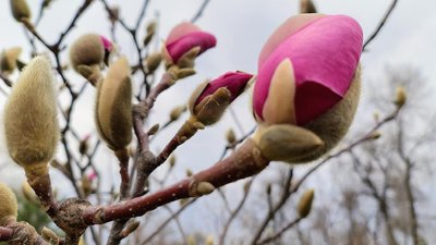 Магнолії та сакури розквітають у Києві. Де помилуватися?