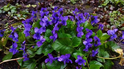 Прийдешня п'ятірка діб: коли в Києві та регіоні чекати на найбільший мороз? 1