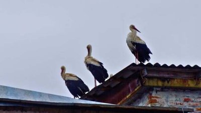 Білі лелеки повернулись до Чорнобиля після дворічної перерви.