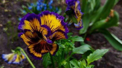 Вікенд теплий, тиждень з приморозками. Синоптики про погоду в Києві та регіоні.