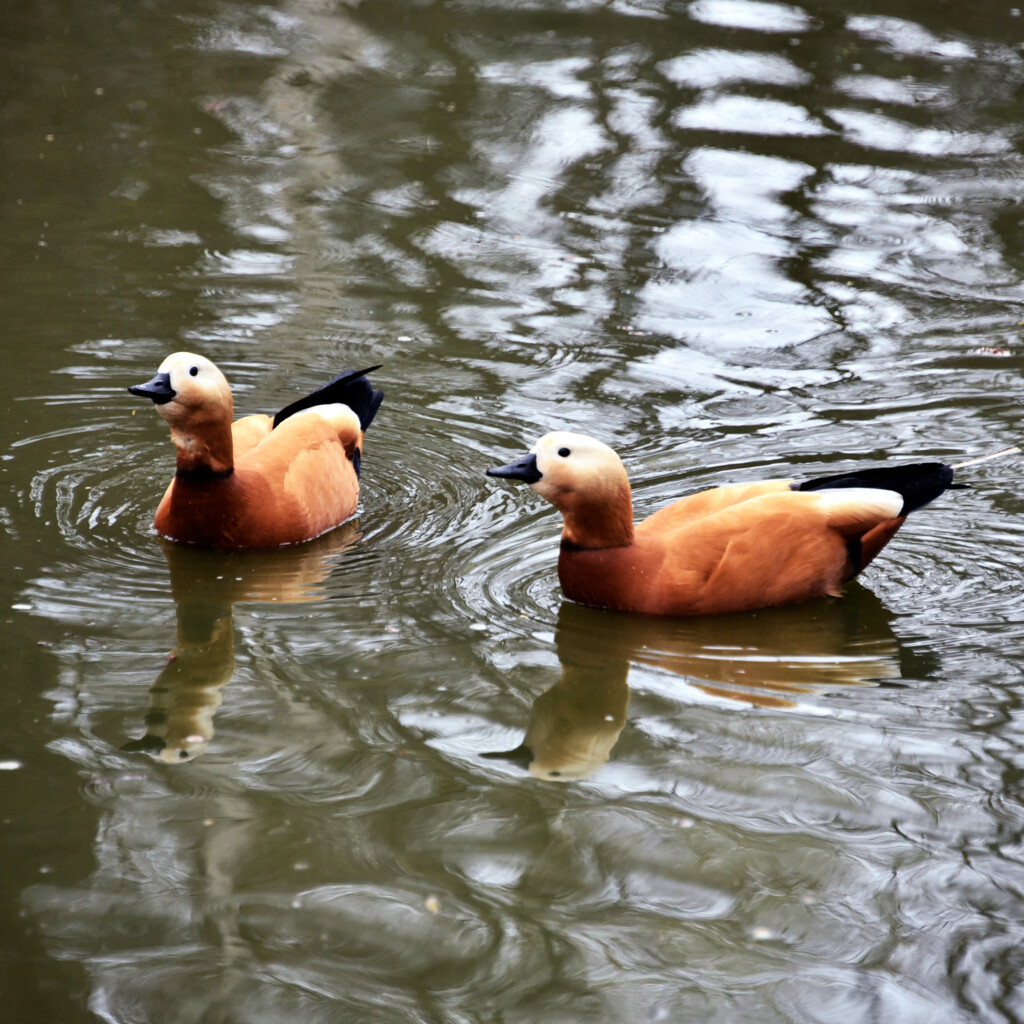 Створили пари: у червонокнижних огарів столичного зоопарку розпочався "сезон тиші"