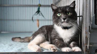 Кияни можуть стерилізувати своїх улюбленців за півціни: подробиці пропозиції