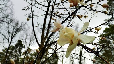 Морози та імла: чого чекати від погоди в Києві та області