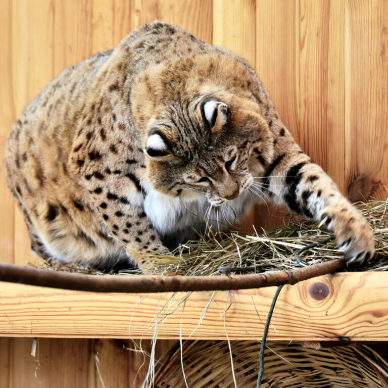 Весняна форма не досягнута, але з дієтологами працює: рудий кіт Степан із Київського звіринцю підкорює соцмережі. 4