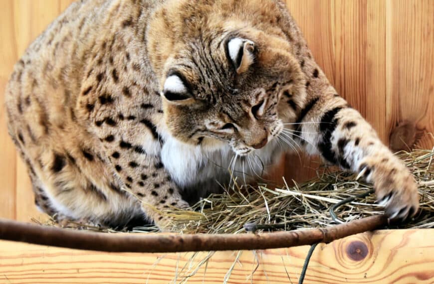 Весняна форма не досягнута, але з дієтологами працює: рудий кіт Степан із&hellip;