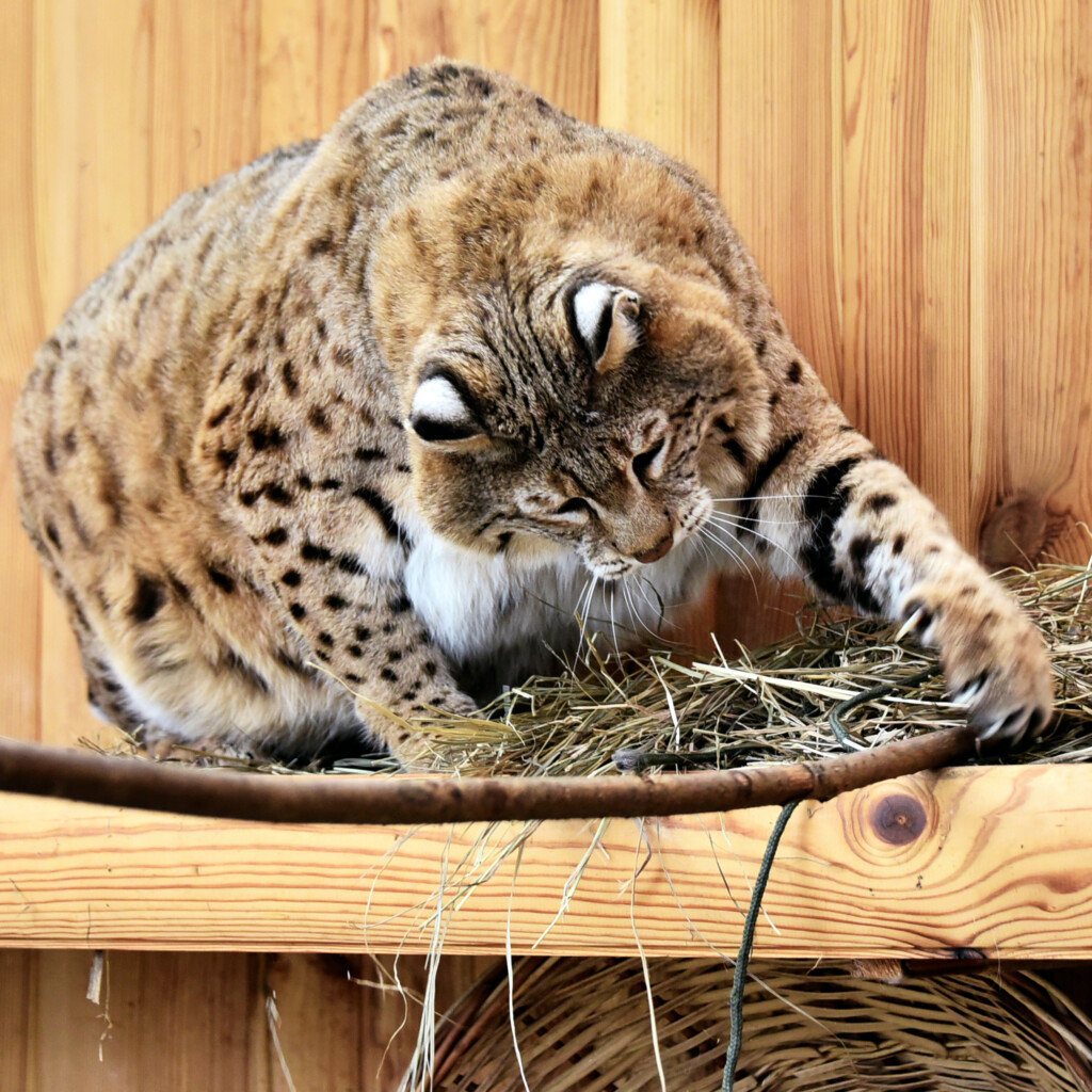 Рись Степан з Київського зоопарку став улюбленцем мемів у соцмережах через зайву вагу