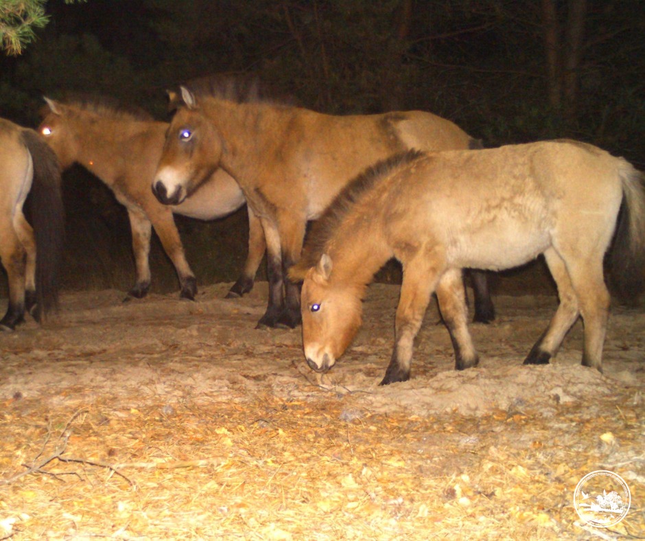 Популяція погіршилася: як перезимували коні Пржевальського у Чорнобильському заповіднику