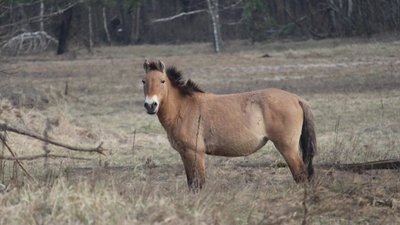 Головна 20 Зменшення популяції: як коні Пржевальського пережили зиму в Чорнобильській зоні