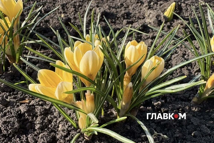 Аномальний березень у Києві: встановлено погодний рекорд, якого не було 135 років