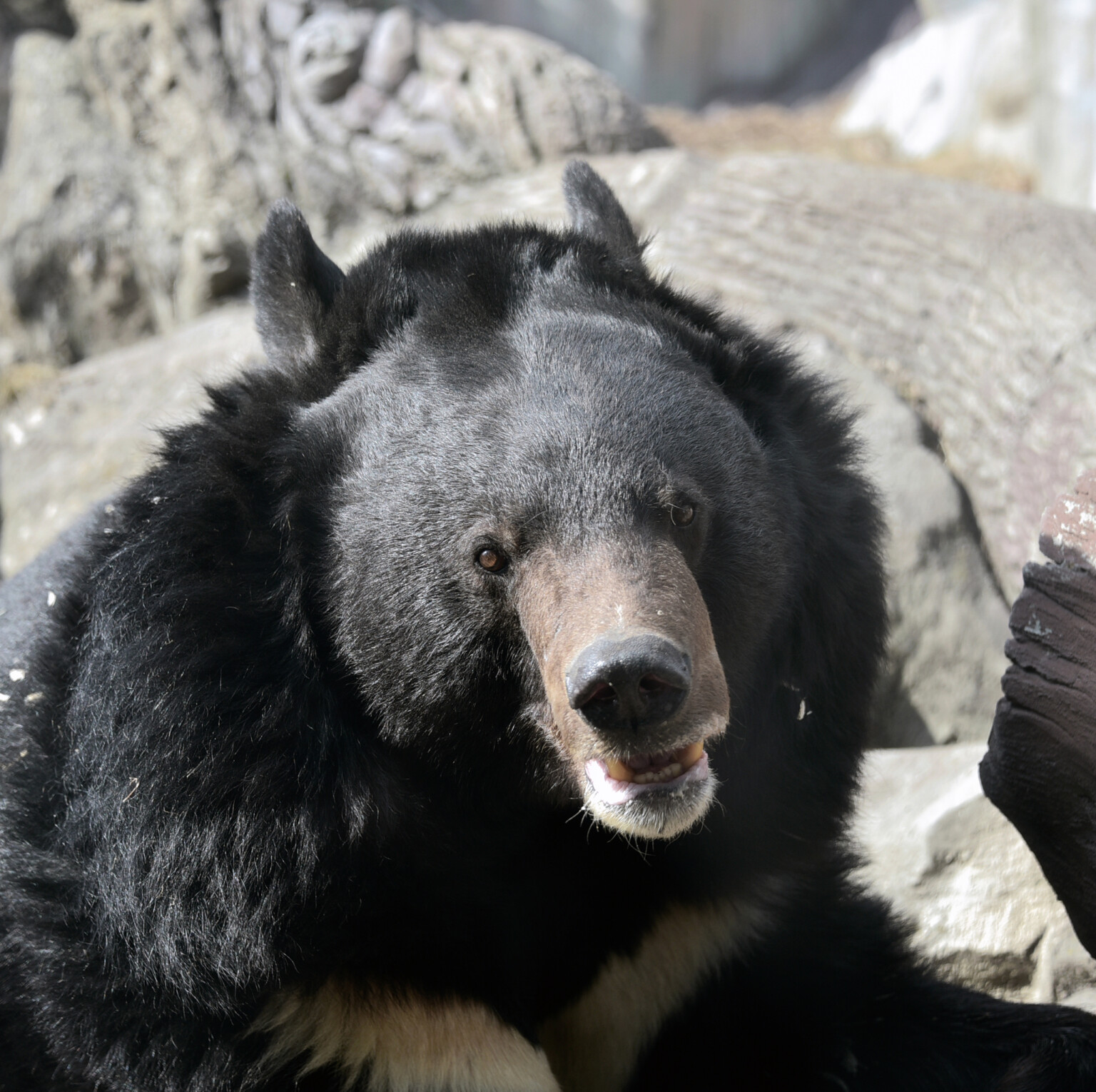 У Київському зоопарку прокинулися усурійські ведмеді Бебі та Боб
