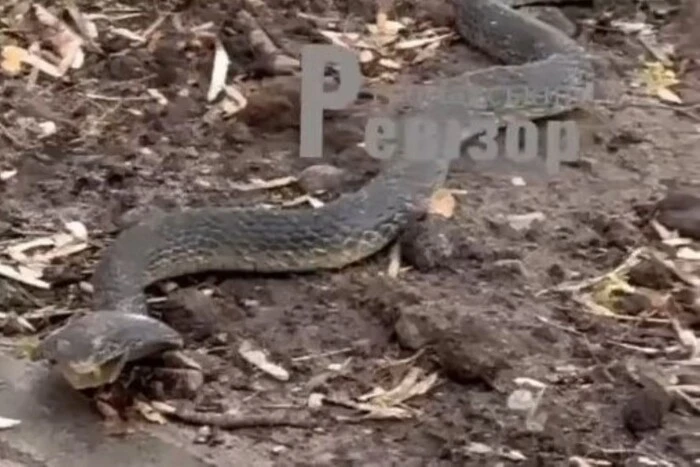 У Броварах біля пішохідної зони помічено величезну кобру: відео з місця події