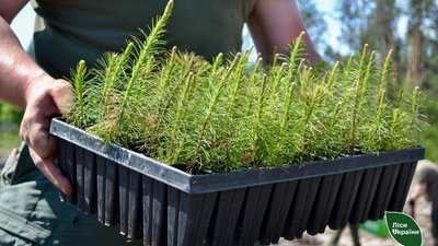 Головна 19 Перевезення саджанців у київській підземці: важлива інформація