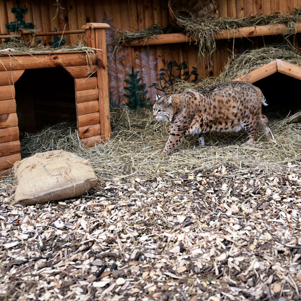 Рись Степан з Київського зоопарку став улюбленцем мемів у соцмережах через зайву вагу