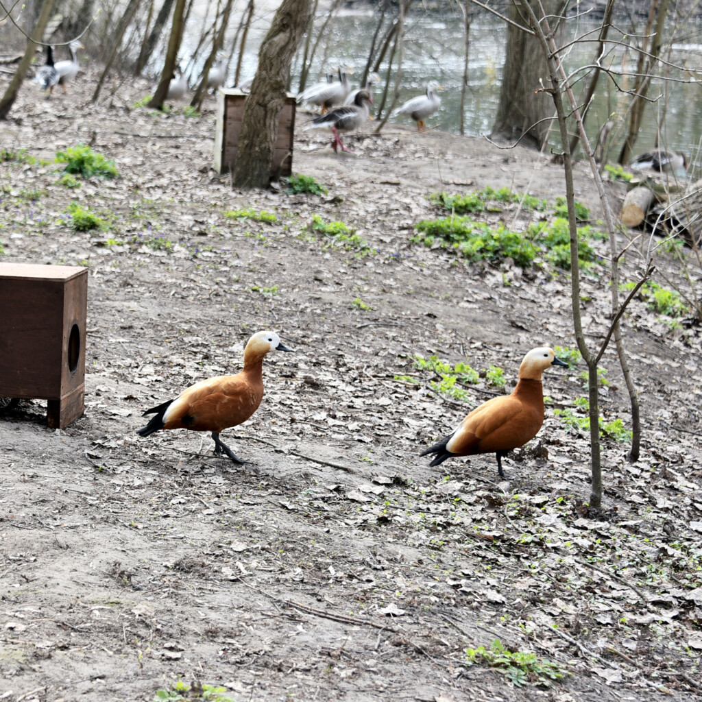 Створили пари: у червонокнижних огарів столичного зоопарку розпочався "сезон тиші"