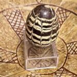 Головна 32 “Софія Київська” виставила стародавню писанку-калатало 12 сторіччя з Київського регіону